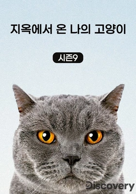 지옥에서 온 나의 고양이 시즌 9 포스터