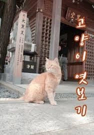 고양이 엿보기 포스터