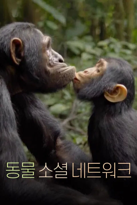 동물 소셜 네트워크 포스터