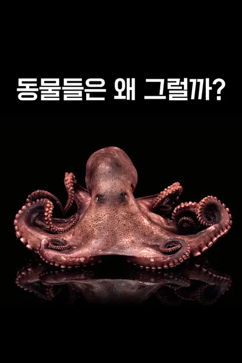동물들은 왜 그럴까 포스터